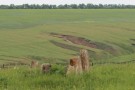 Сурәт - 15 