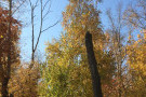 Сурәт - 7 